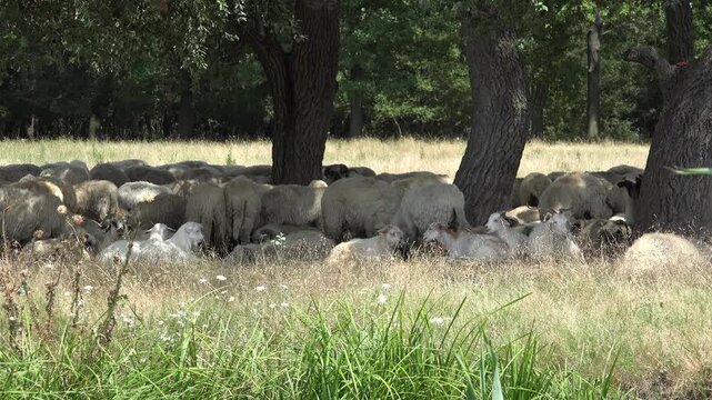 Sheep in Forest at Shadow in Mountains, Farming, Herding Flock of Lambs Grazing Hill, Shepherd Domestic Animals, Pastoral View