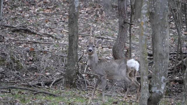 Slow motion: male Roe deer walking alert in alpine forest. Wildlife spring scene in Italian Alps, natural behavior captured in 4K