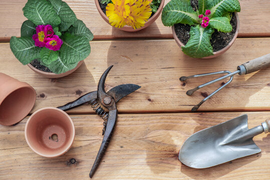 top view of small gardening tools with an old secateur on wooden parquet and terracotta  flowerpots
