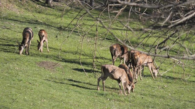 Group of female Roe deer and cubs grazing in alpine meadow and forest in background. Wildlife spring scene in Italian Alps, natural behavior captured in 4K 60fps