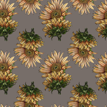 Sunflowers hand-drawn on a brown background. Naturalistic yellow-orange flowers in a seamless pattern. Summer print for design. Not AI generation.