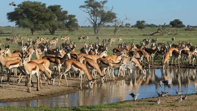 A large herd of springbok antelopes (Antidorcas marsupialis) congregating at a waterhole, Kalahari desert, South Africa