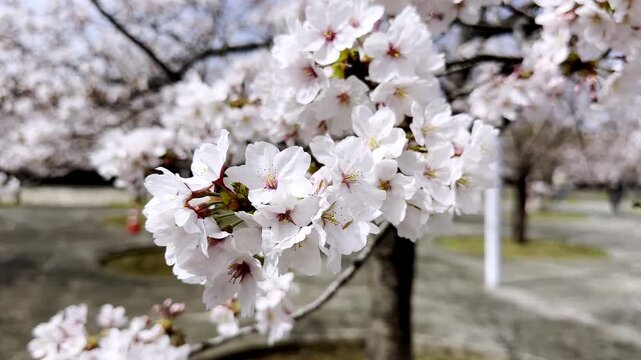Delicate Sakura Flowers Moving in Breeze with Beautiful Background Blur Cinematic Spring Scene Japan 4K