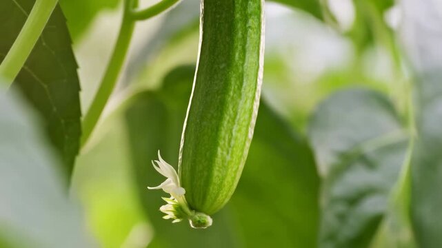 Bright Morning Light Highlights Greenery. Morning Rays Shine Upon Lush Leaves And Hanging Luffa In Garden