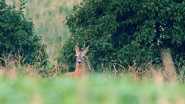Roe Buck Patrolling and Marking Territory on Summer Meadow at Sunrise
