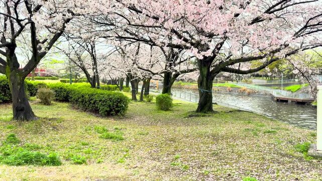 雨の中の桜の花咲く木