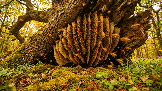 Massive natural honey bee hive showing exposed hexagonal wax comb structure hanging from an ancient, mossy tree trunk in a sunlit forest