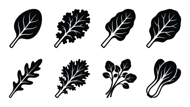 Set of fresh green salad leaves vector icons on transparent background, healthy food illustration