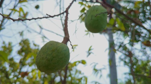 Camera orbiting around hanging Ramphal (Annona reticulata) fruits on a tree branch, with soft natural light and leafy background creating depth, motion, and a rich tropical orchard feel.