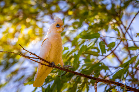 A corella perched in a leafy tree, Australia