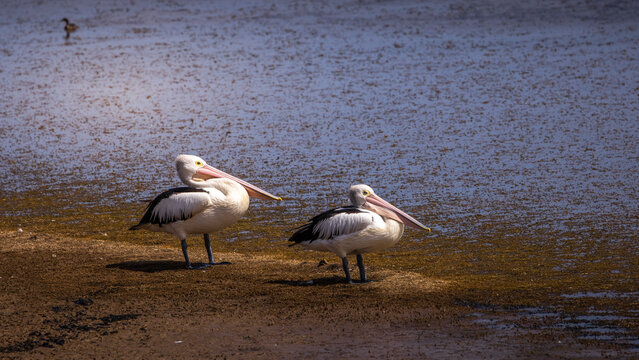 a pair of Australian pelicans on Lake Moondarra near Mount Isa, Queensland, Australia