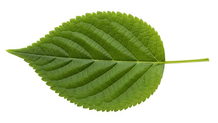 Fototapeta premium Fresh Green Leaf Isolated On White Background With Detailed Veins