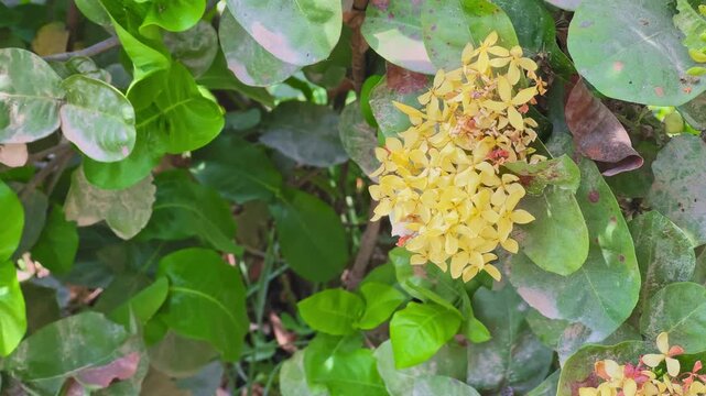 Camera orbiting around a vibrant cluster of Yellow Ixora (Ixora coccinea) flowers surrounded by broad green leaves, captured in soft natural light with rich texture and tropical garden depth.