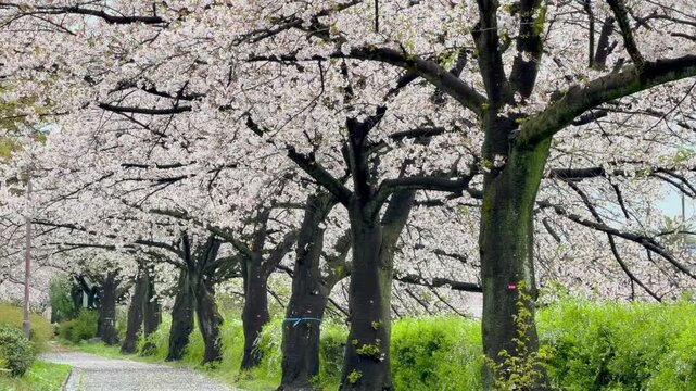 雨の中の桜の木
