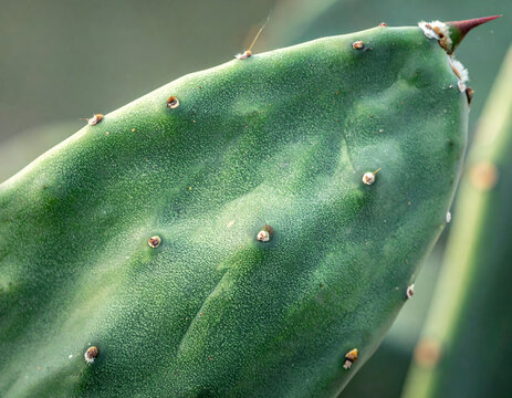 Close up macro of a green cactus pad with small spines