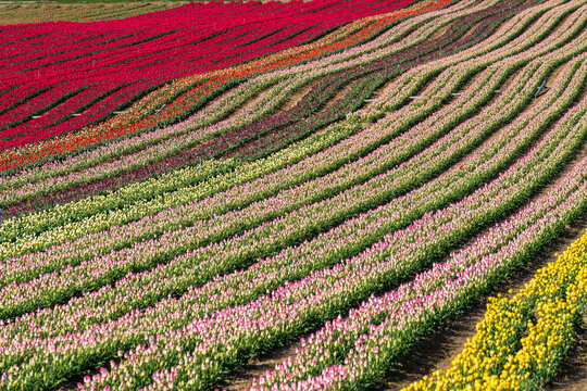 Tulpenbl&uuml;te in der Provence