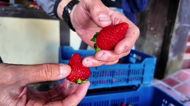 Fresh texture of two premium strawberries held in a farmer's hands, heart-shaped form and juicy appearance, with blue transport crates visible in soft-focus background
