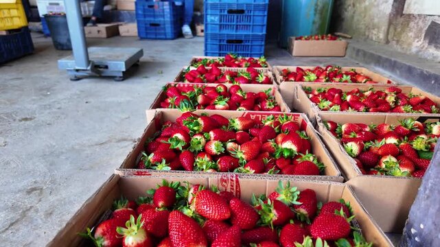 Low-angle tracking shot showcasing dozens of cardboard boxes and crates filled with freshly sorted, high-quality strawberries. Storage area of farm, massive production for distribution to local market