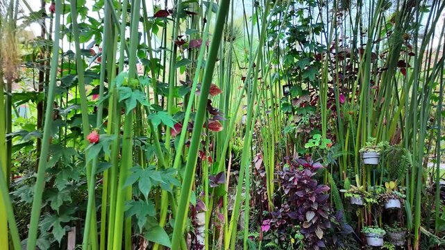 POV Walking throw tall Egyptian papyrus stalks to reveal a hidden stone path surrounded by purple coleus, ferns, and hanging flower pots in private mountain retreat