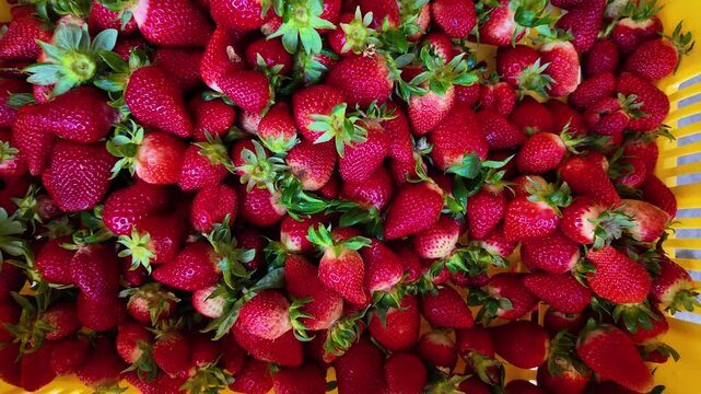 high-angle, slow-zoom shot into bright yellow plastic crate overflowing with freshly harvested strawberries, deep red color, lush green caps, and uniform ripeness of fruit in mountain farms