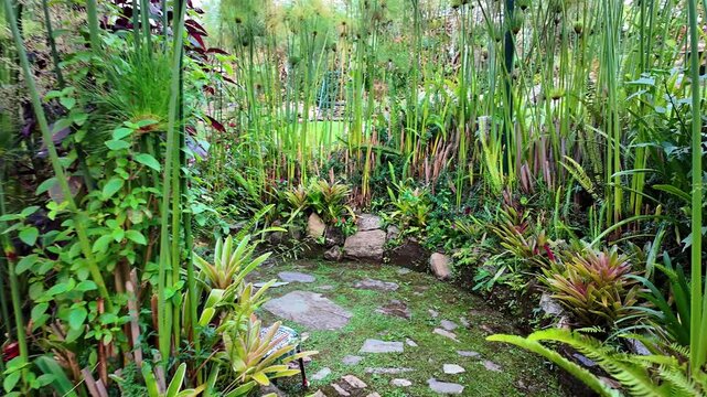 POV walking through a lush, overgrown garden path. tropical plants, including large bromeliads, ferns, and towering papyrus-like stalks evoke a sense of peace and botanical exploration