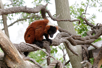 Fototapeta premium A red ruffed lemur (Varecia rubra) resting on a tree branch, displaying its distinctive reddish fur, black face