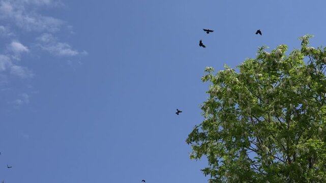 Crows on Tree, Flying Flock, Crowd of Raven in Branch, Black Bird, Birds Close up in Summer Nature, Natural Environment