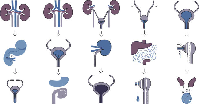 Urinary system anatomy and process vector icons set featuring kidneys ureters bladder and urine flow stages in medical illustration collection