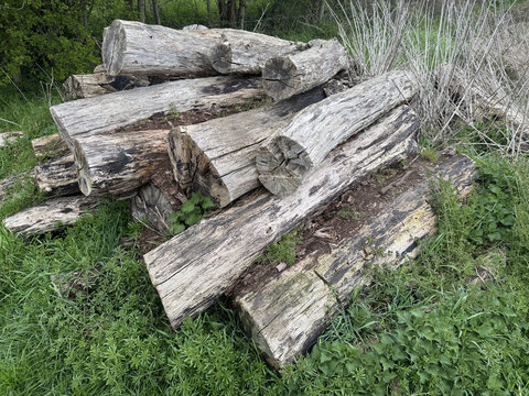 Pile of Cut Logs
