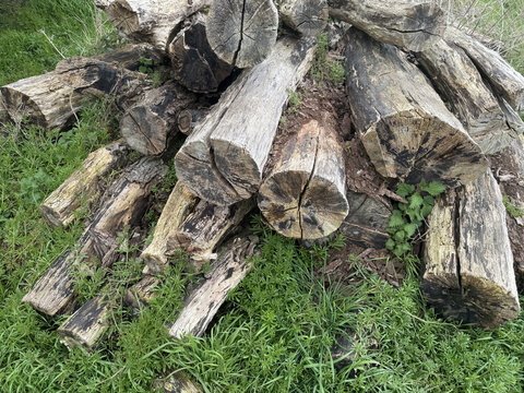 Pile of Logs