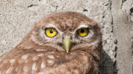 Fototapeta premium eagle owl portrait