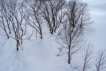 Fototapeta premium ダム湖の樹林