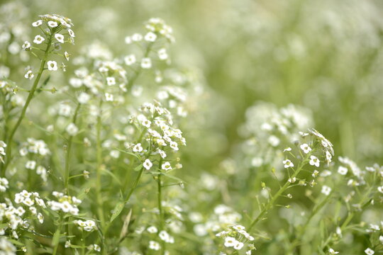 field plant alyssum low-growing white
