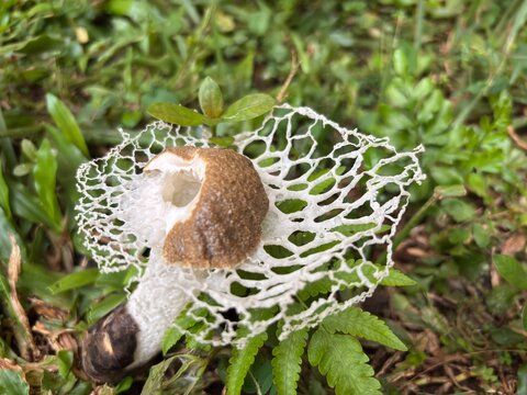 The white net-like &ldquo;skirt&rdquo; (indusium) and brown cap with the slimy spore mass are characteristic of species such as Phallus indusiatus or related lattice stinkhorns