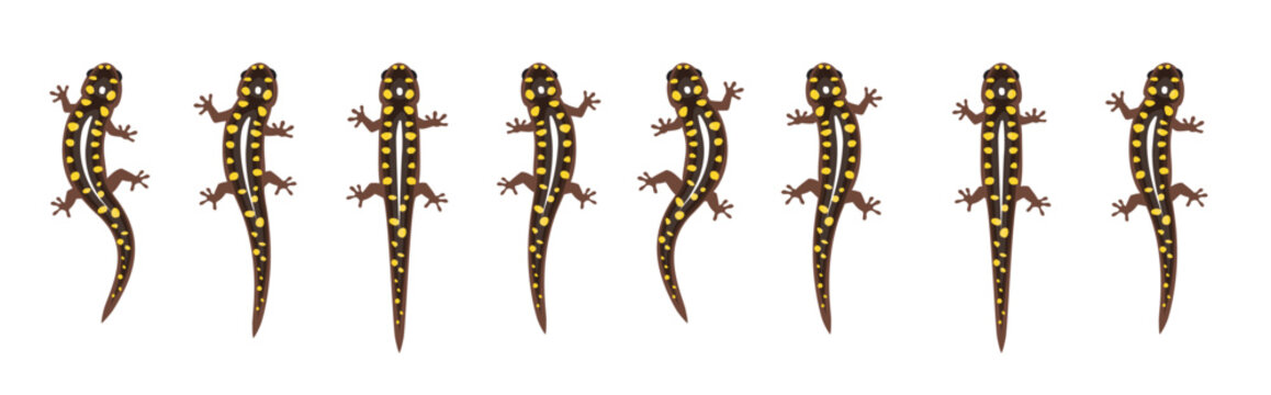 Spotted Salamander Moving Animation Frame Sequence