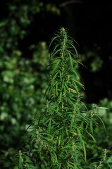 Naklejka premium green wild hemp plant on a blurred dark background