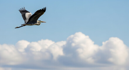 Obraz premium Grey Heron bird flying with wings spread against a blue sky with clouds image