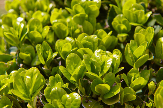 Japanese spindle tree foliage close-up showcasing vibrant green leaves of an evergreen ornamental shrub in a natural outdoor setting with sunlight filtering through