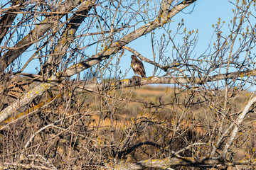 Common Buzzard with a rabbit in its talons on a tree branch. Buteo buteo.