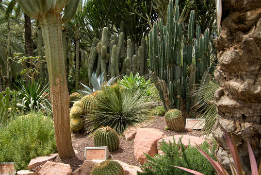 Huerto Del Cura" Images  Browse 346 Stock Photos, Vectors, and Video |  Adobe Stock