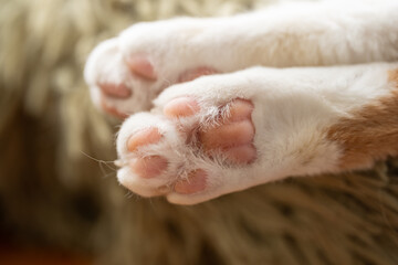 可愛い猫の肉球  © rai