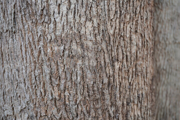 Obraz premium Exquisite close-up of natural teak wood texture showcasing rich golden-brown grains and organic patterns. A premium hardwood surface ideal for luxury interior design and high-end branding.