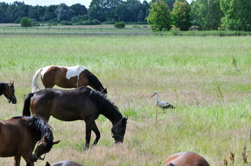 konie i bocian na polu © marsad