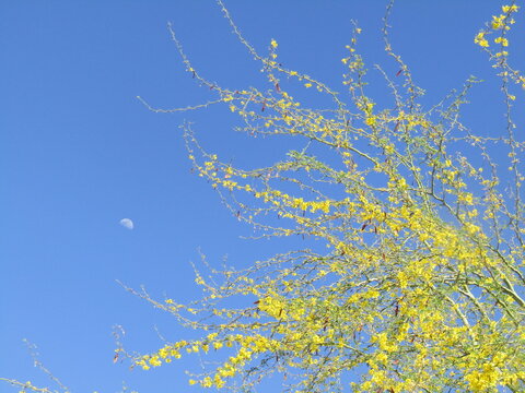 Yellow Flowers and the moon