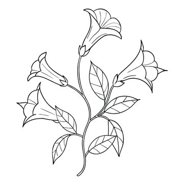 black and white flower