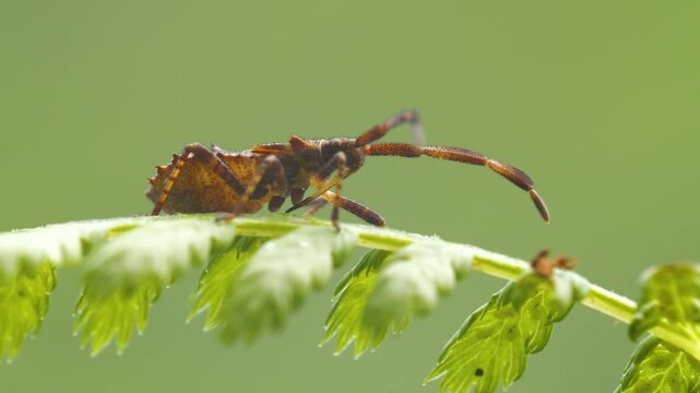 Close-up footage of brown skunk beetle on a green background.