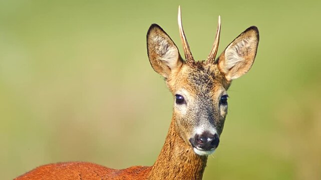 Roe Buck Patrolling and Marking Territory on Summer Meadow at Sunrise