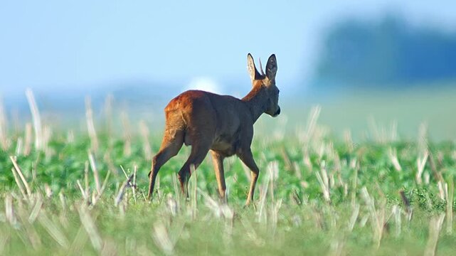 Roe Buck Patrolling and Marking Territory on Summer Meadow at Sunrise