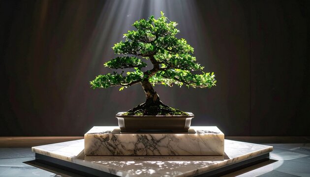 A serene Japanese bonsai tree in a ceramic vase sits against a minimalist black background, blending traditional Asian art and nature into a sophisticated piece of interior home decoration