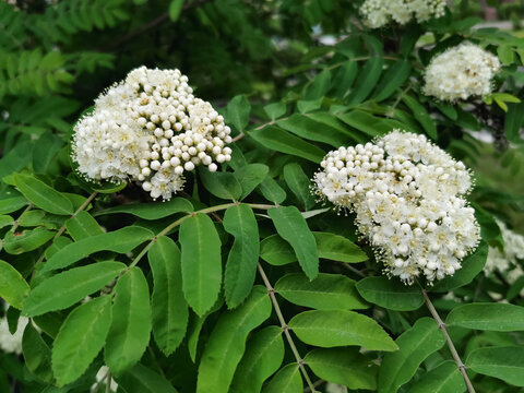 A close-up photograph of rowan (mountain ash) tree branches featuring clusters of small white flowers in various stages of bloom and dense green compound leaves